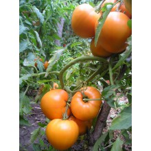 Редкие сорта томатов  МЕДОВЫЙ СПАС 